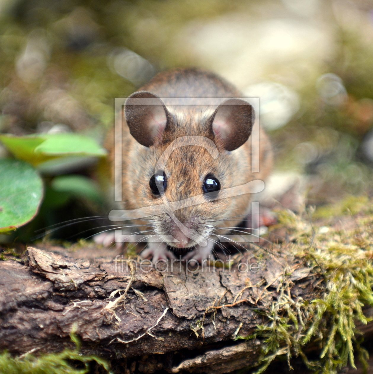 Bild-Nr.: 11771554 Knopfaugen-Hausmaus erstellt von GUGIGEI