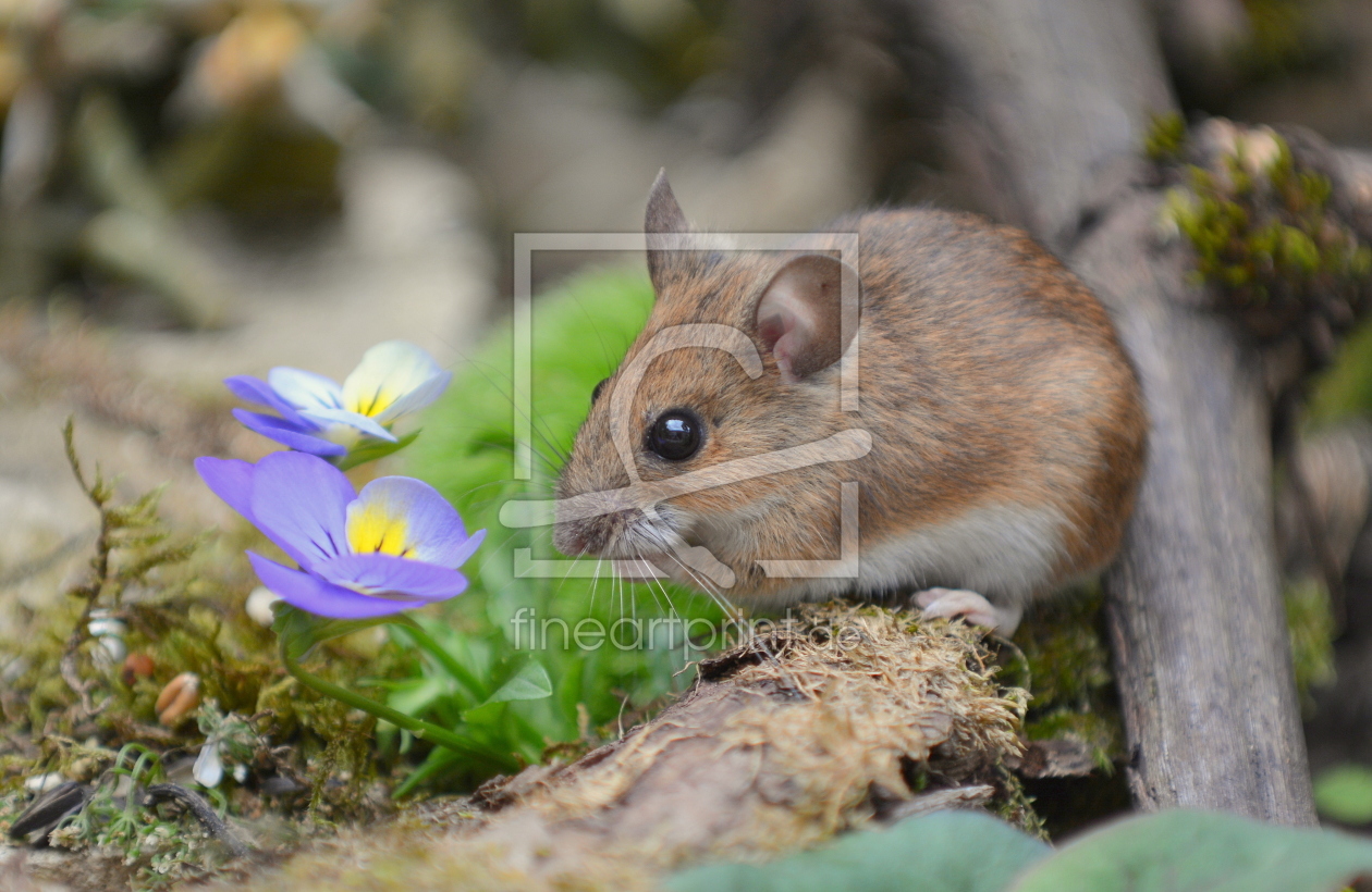 Bild-Nr.: 11771566 Maus im Garten erstellt von GUGIGEI