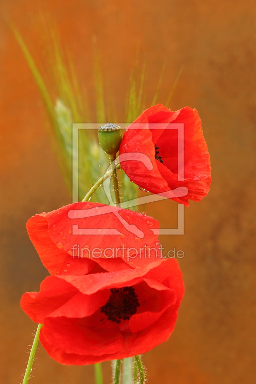 Bild-Nr.: 11771780 Mohn im Regen erstellt von Uwe Fuchs