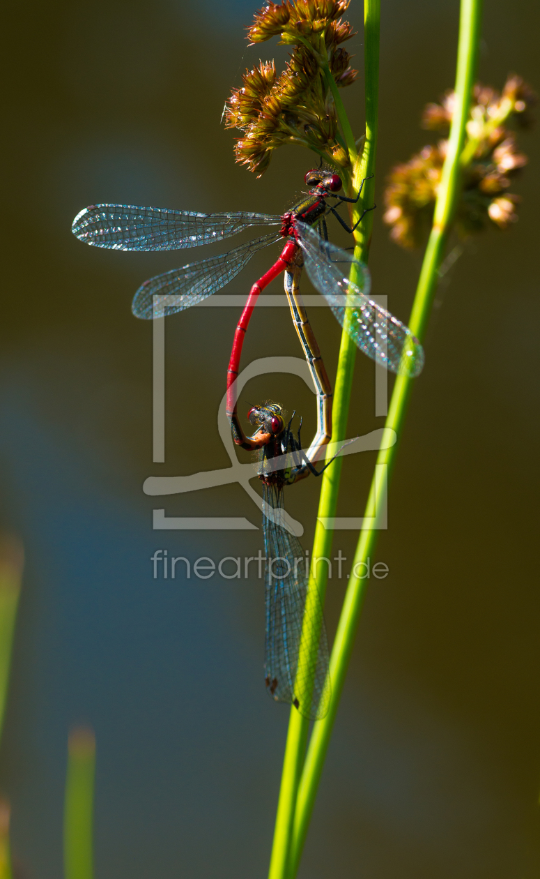 Bild-Nr.: 11771914 Libellen erstellt von nigella