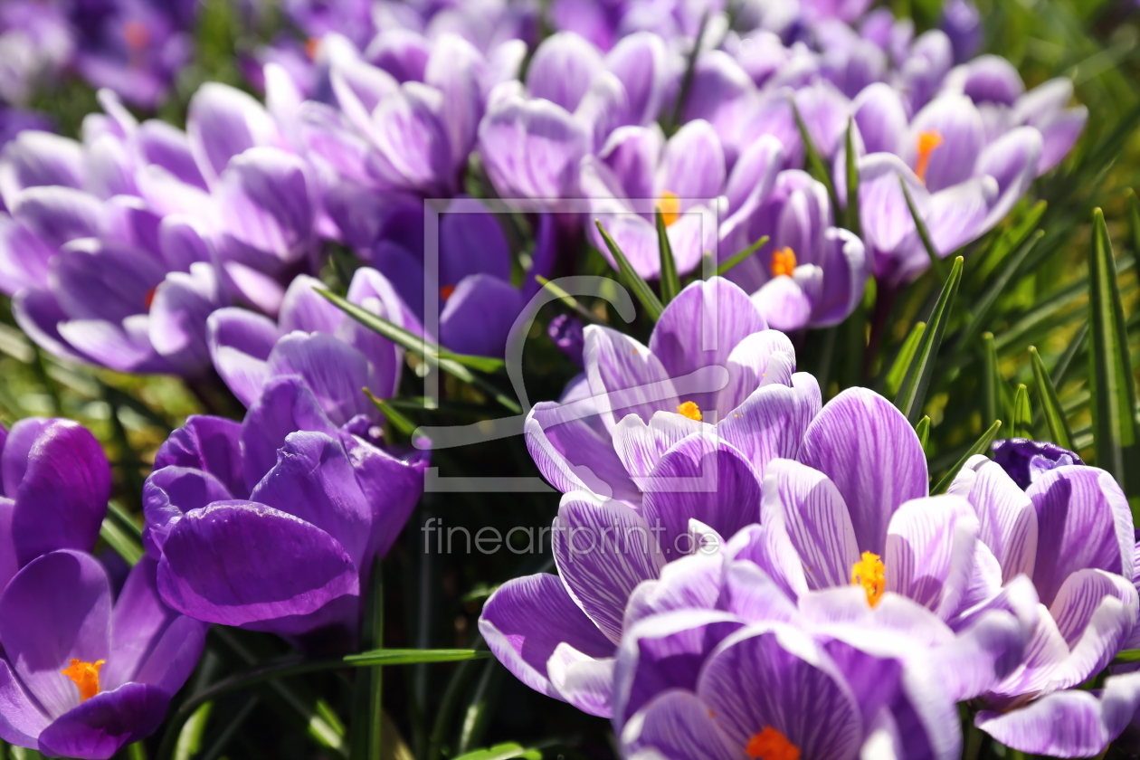 Bild-Nr.: 11772922 Krokus erstellt von fotoping