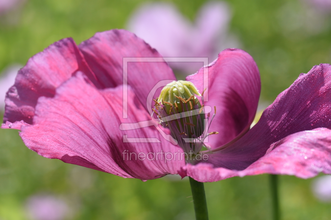 Bild-Nr.: 11773354 schlafmohnblüte erstellt von Ralf Nemeth