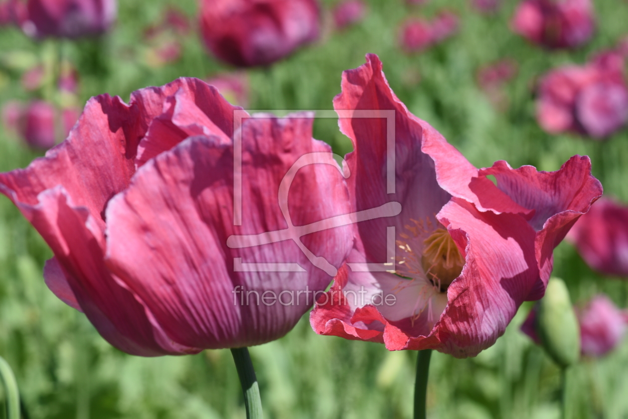 Bild-Nr.: 11773408 mohnblüten erstellt von Ralf Nemeth