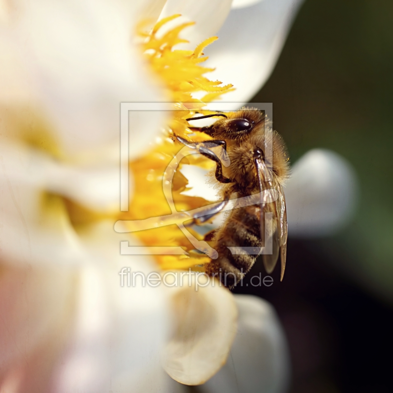 Bild-Nr.: 11773632 Biene erstellt von youhaveadream