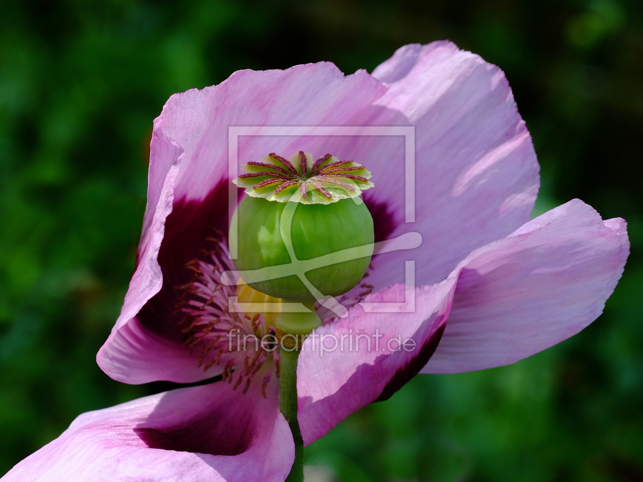 Bild-Nr.: 11774412 Mohnblütenkapsel erstellt von Ostfriese