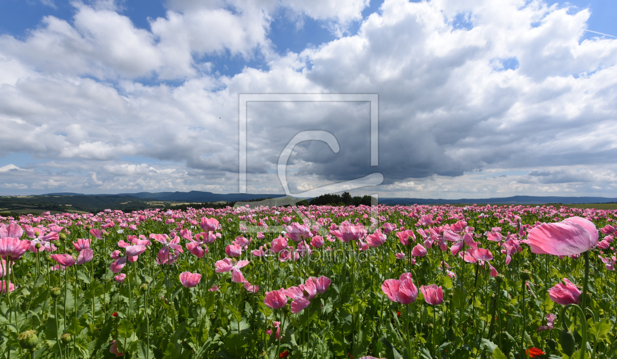 Bild-Nr.: 11774426 Schlafmohnfeld erstellt von Ralf Nemeth