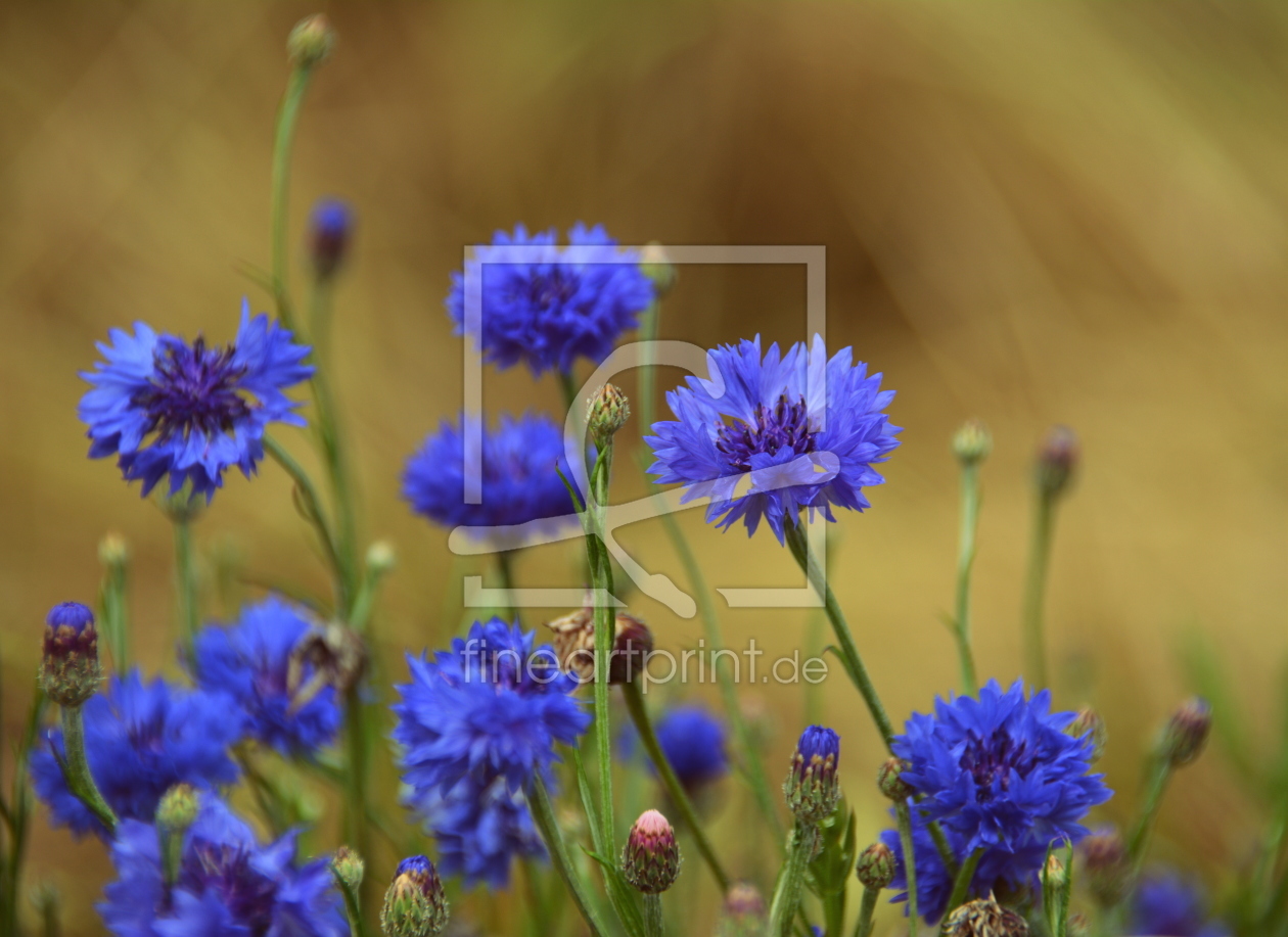 Bild-Nr.: 11774722 Kornblumen-Blau erstellt von GUGIGEI