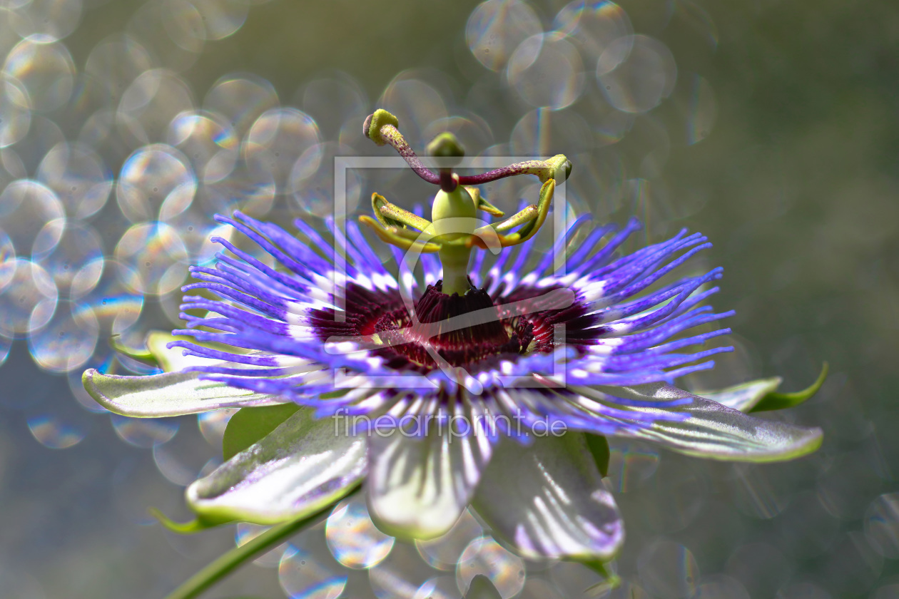 Bild-Nr.: 11774756 Passiflora erstellt von falconer59