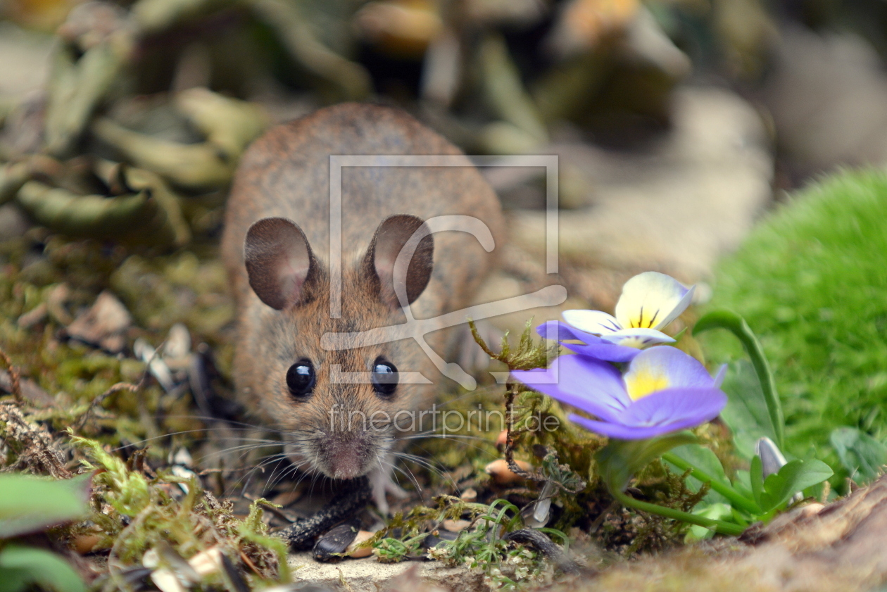 Bild-Nr.: 11775136 Grüsse von der Maus erstellt von GUGIGEI