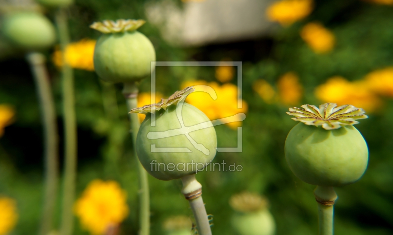 Bild-Nr.: 11775174 Papaver erstellt von MoNoir