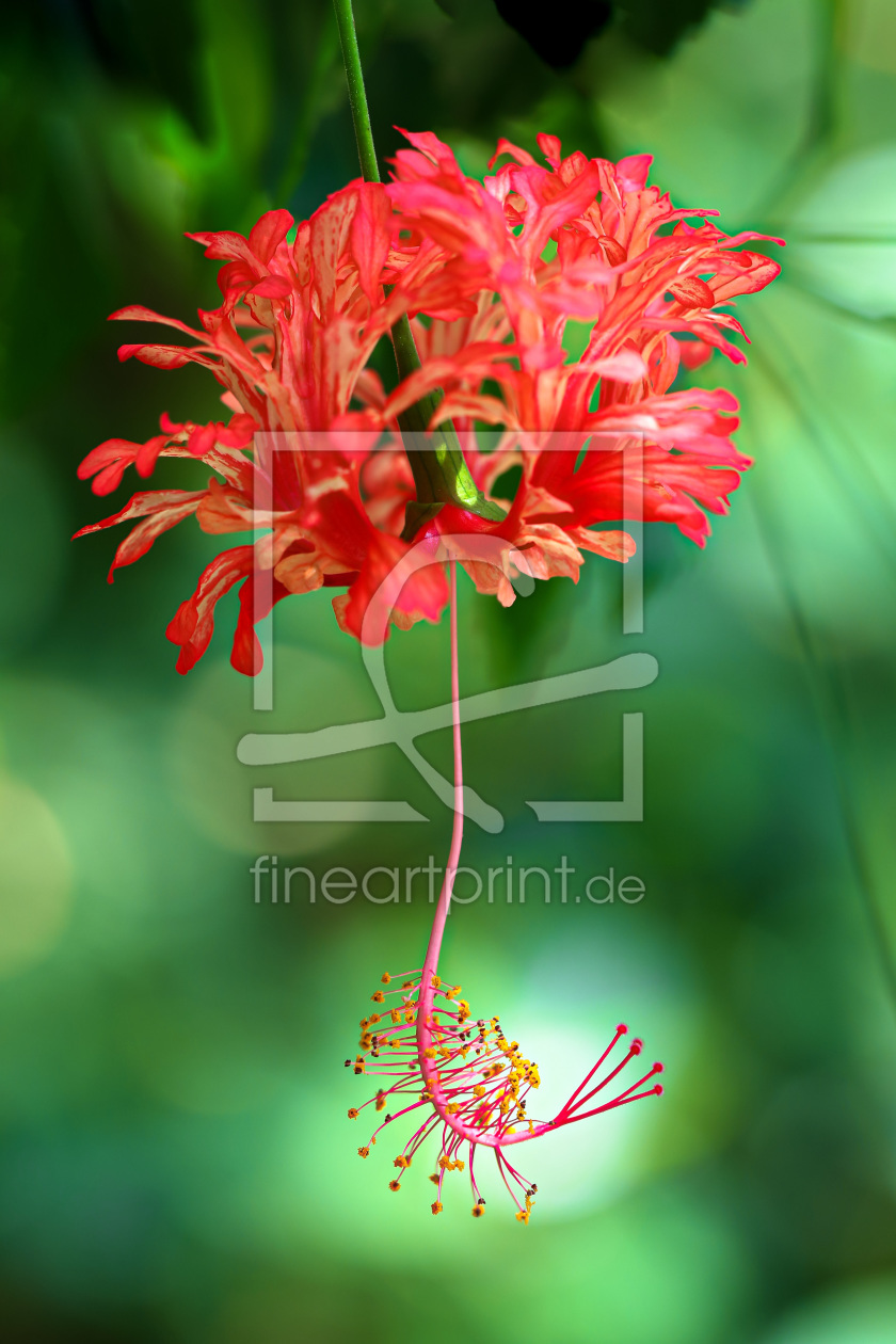 Bild-Nr.: 11775264 Hibiscus schizopetalus erstellt von falconer59