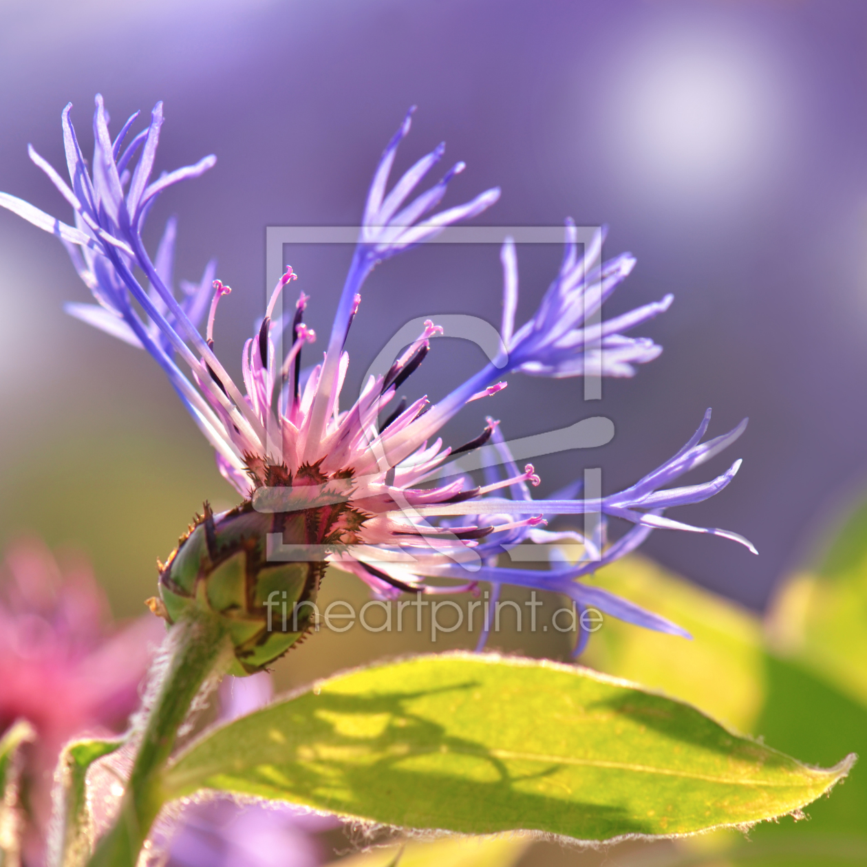 Bild-Nr.: 11776044 Flockenblume erstellt von Atteloi