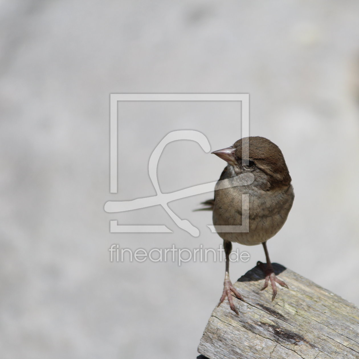 Bild-Nr.: 11776072 Spatz erstellt von Heike  Hultsch