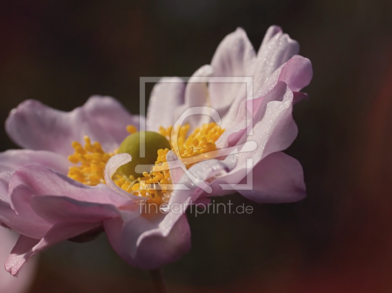 Bild-Nr.: 11776442 Anemone erstellt von youhaveadream