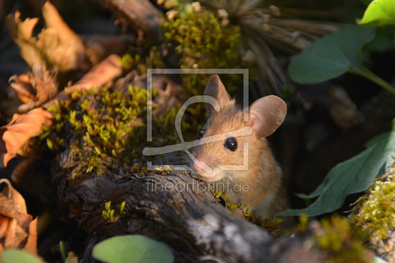 Bild-Nr.: 11776784 goldige Maus erstellt von GUGIGEI