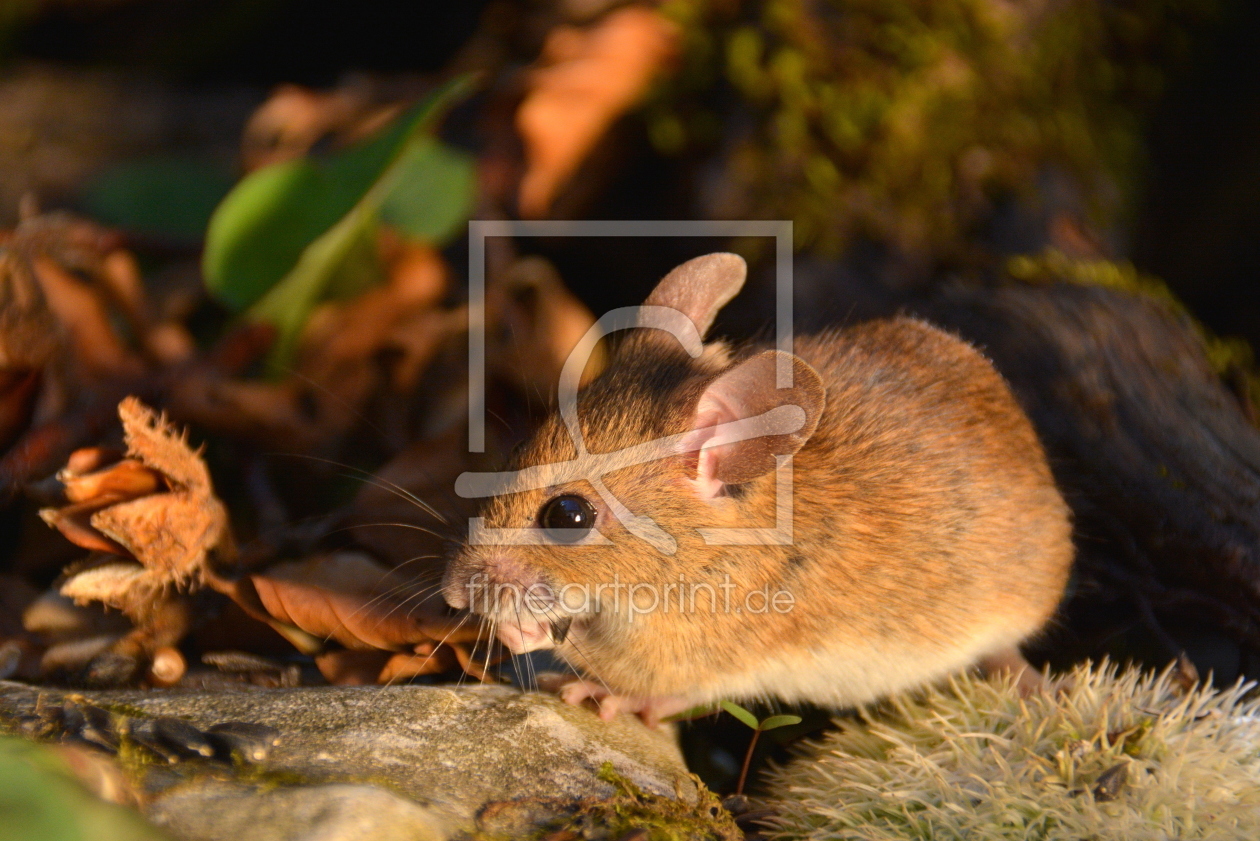 Bild-Nr.: 11776890 süsse Maus erstellt von GUGIGEI