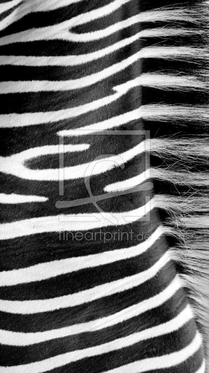 Bild-Nr.: 11776972 Zebra Wandbild 4 erstellt von Heike  Hultsch