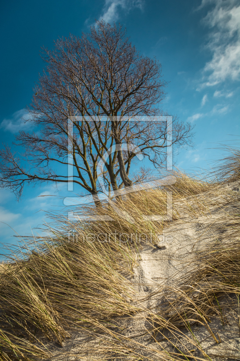 Bild-Nr.: 11777392 Strandbaum erstellt von luxpediation