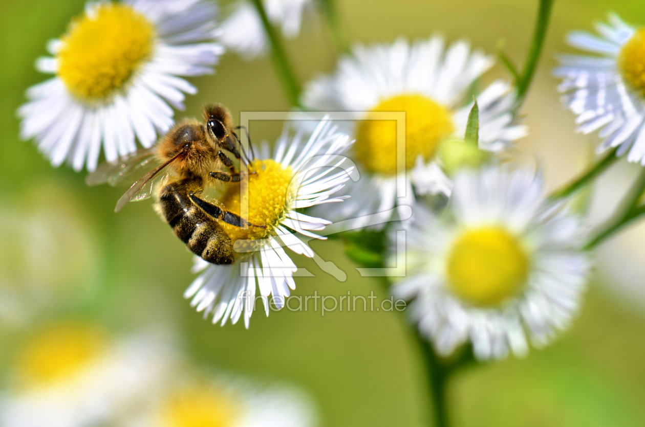 Bild-Nr.: 11777572 Im Garten erstellt von Atteloi