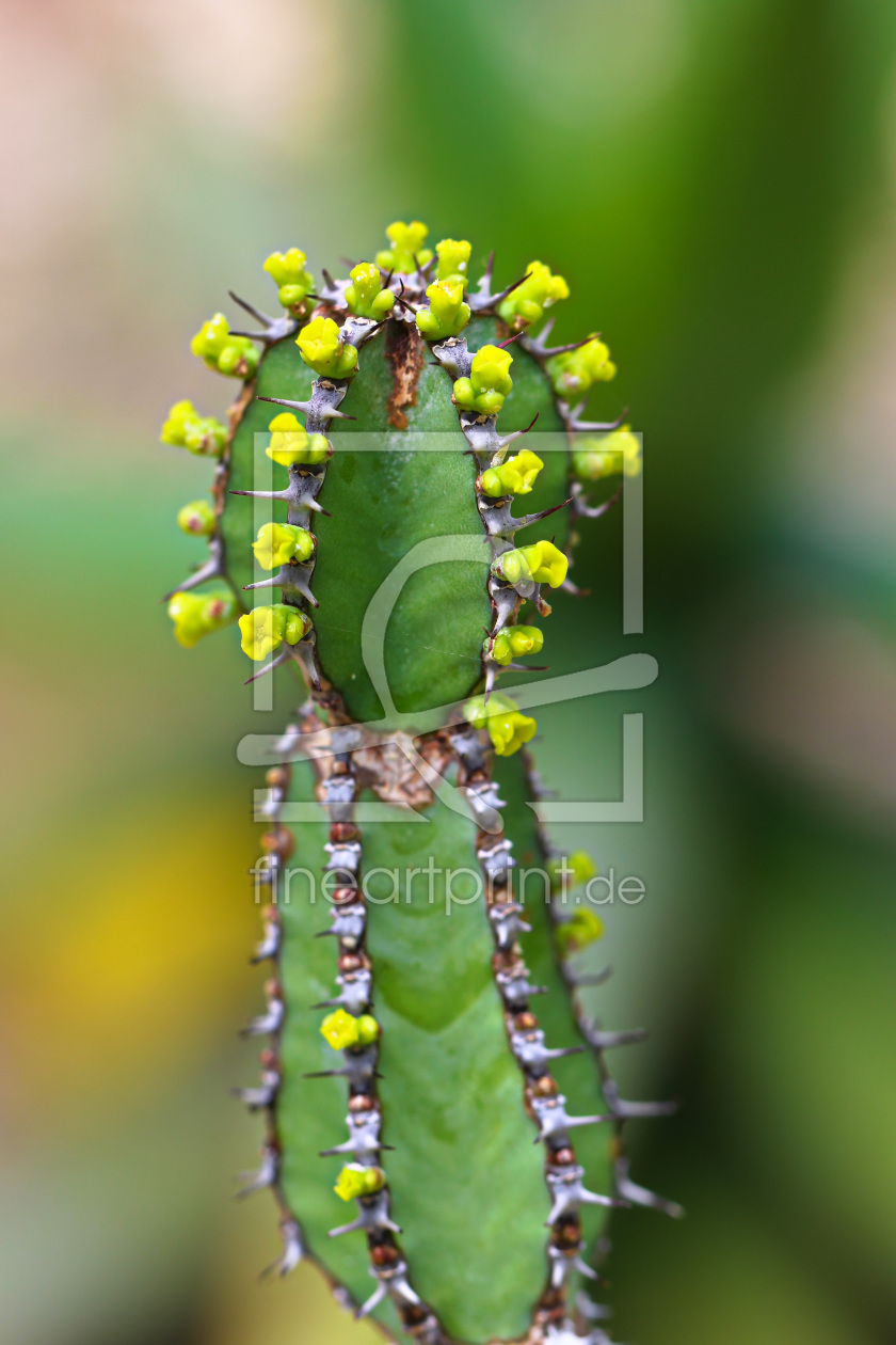 Bild-Nr.: 11778122 Ein Kaktus erstellt von falconer59