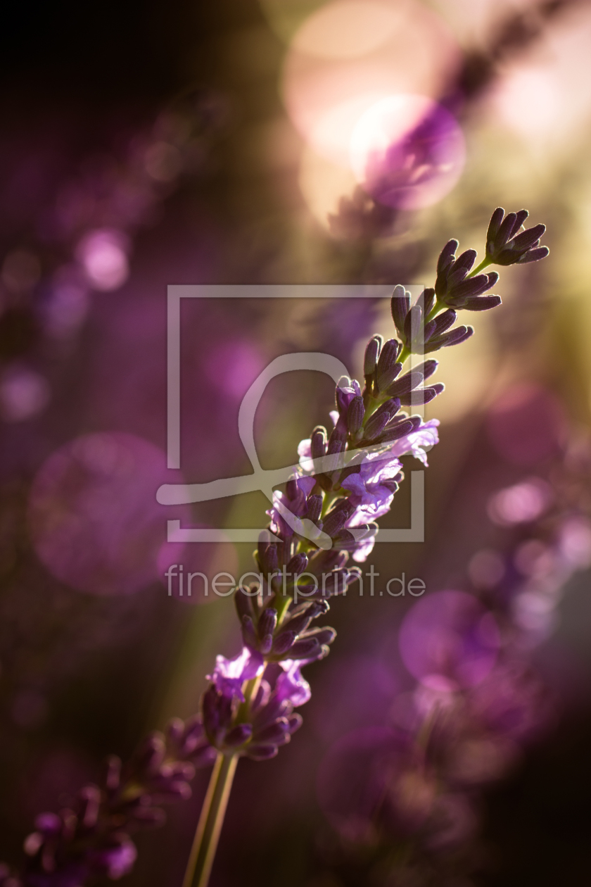 Bild-Nr.: 11778516 Lavendel - Provence erstellt von DagmarMarina
