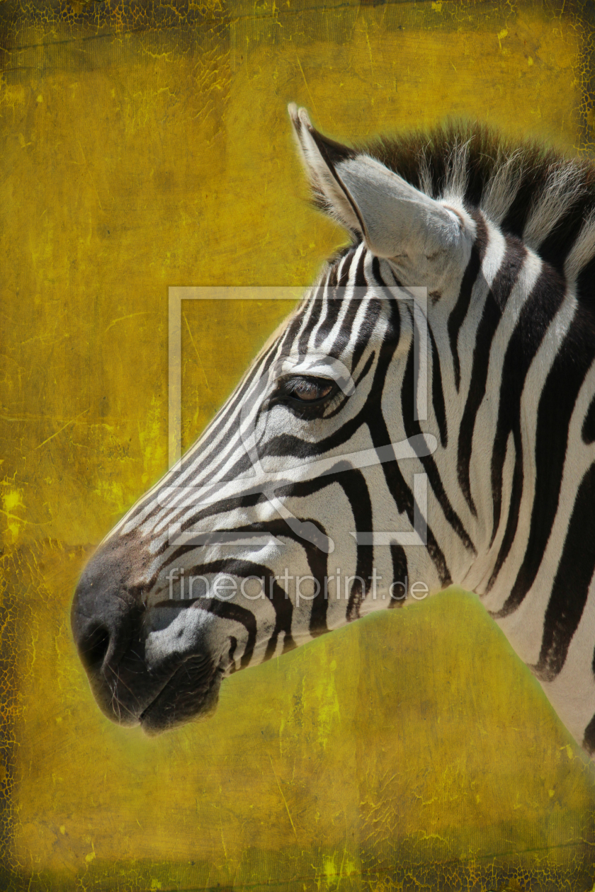 Bild-Nr.: 11778742 Zebra  erstellt von Heike  Hultsch