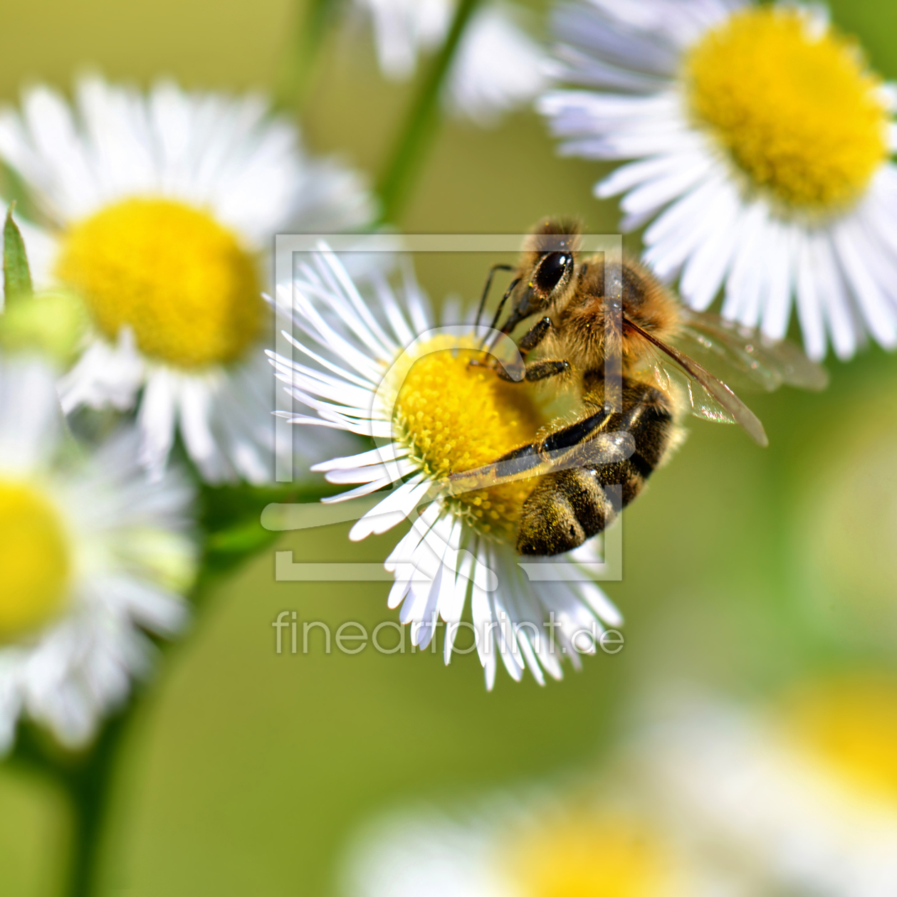 Bild-Nr.: 11778754 Im Garten erstellt von Atteloi