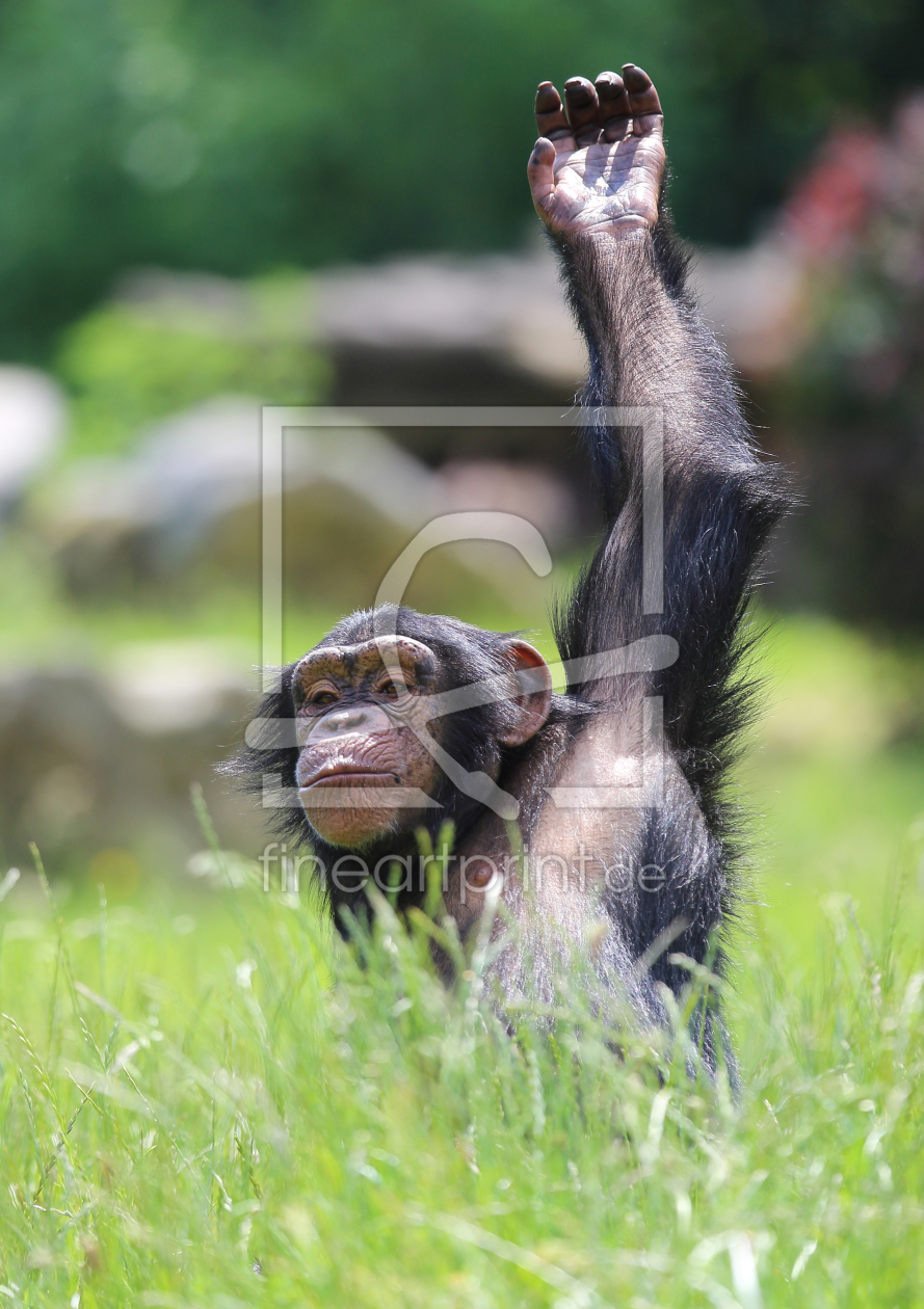 Bild-Nr.: 11779620 lustiger Schimpanse erstellt von Metalmaus