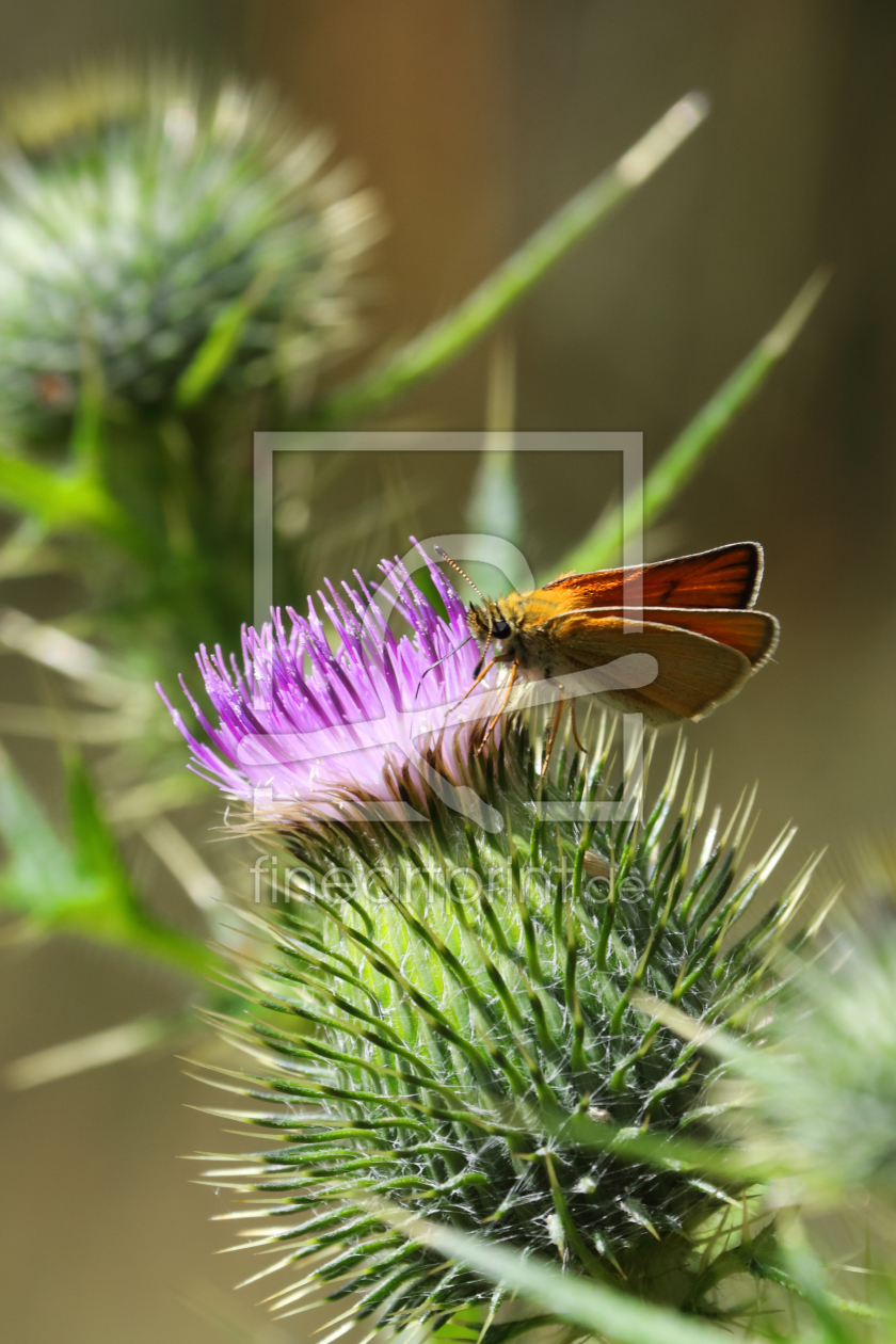 Bild-Nr.: 11780482 Brauner Waldvogel erstellt von pixelklaus