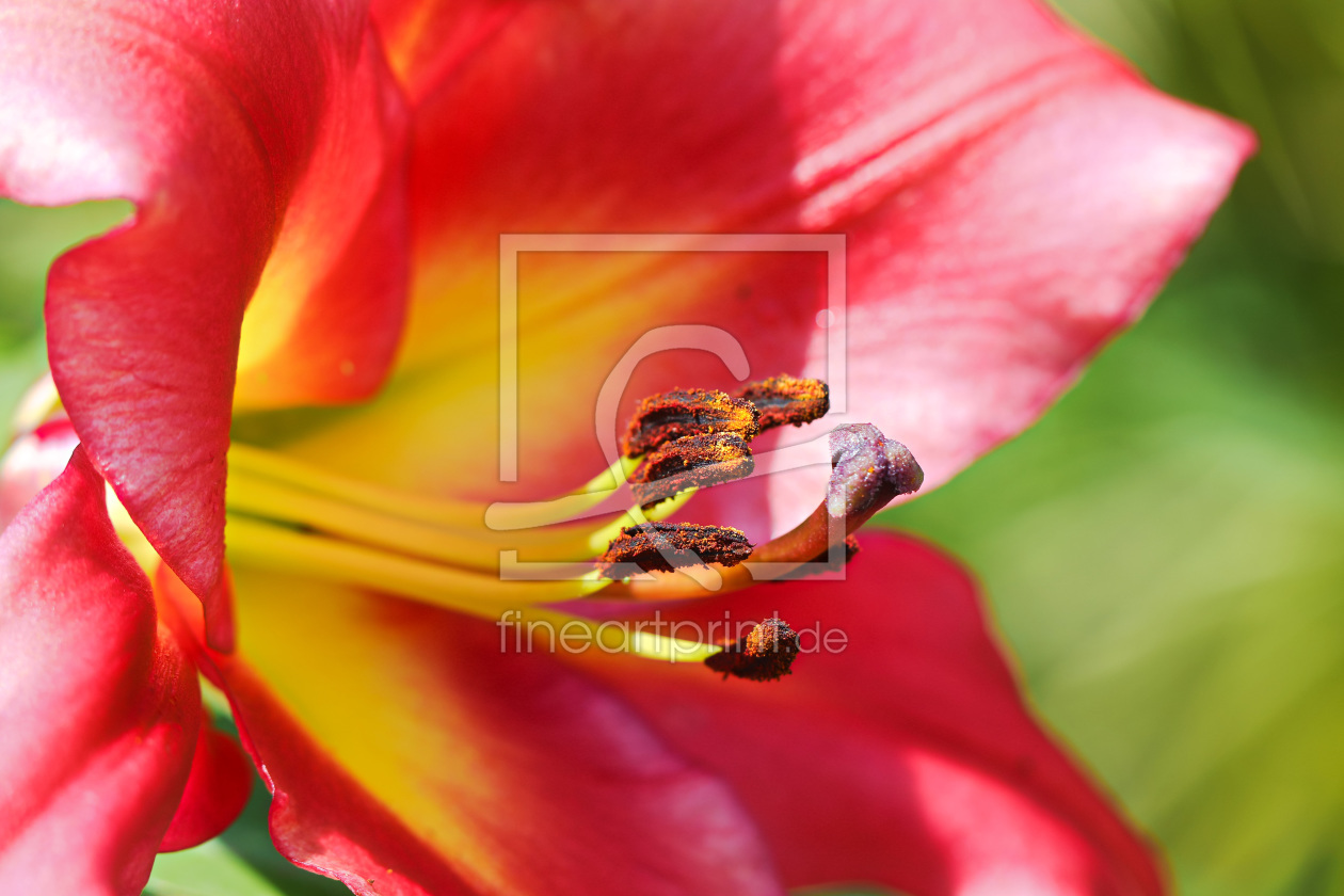 Bild-Nr.: 11781330 Lilienblüte erstellt von falconer59