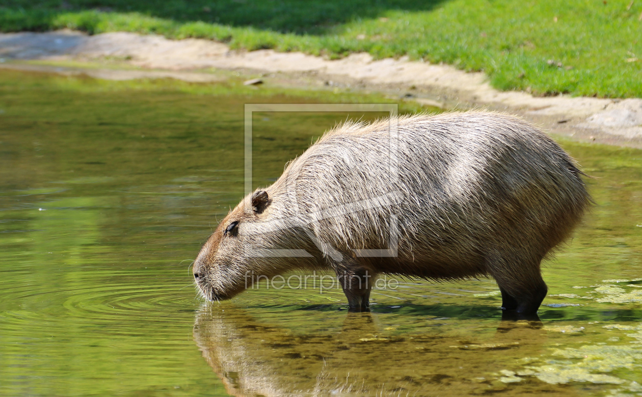 Bild-Nr.: 11781936 Wasserschwein erstellt von Kunststoff