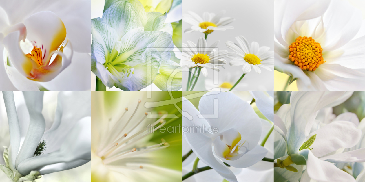 Bild-Nr.: 11782396 Blumen Collage erstellt von Atteloi