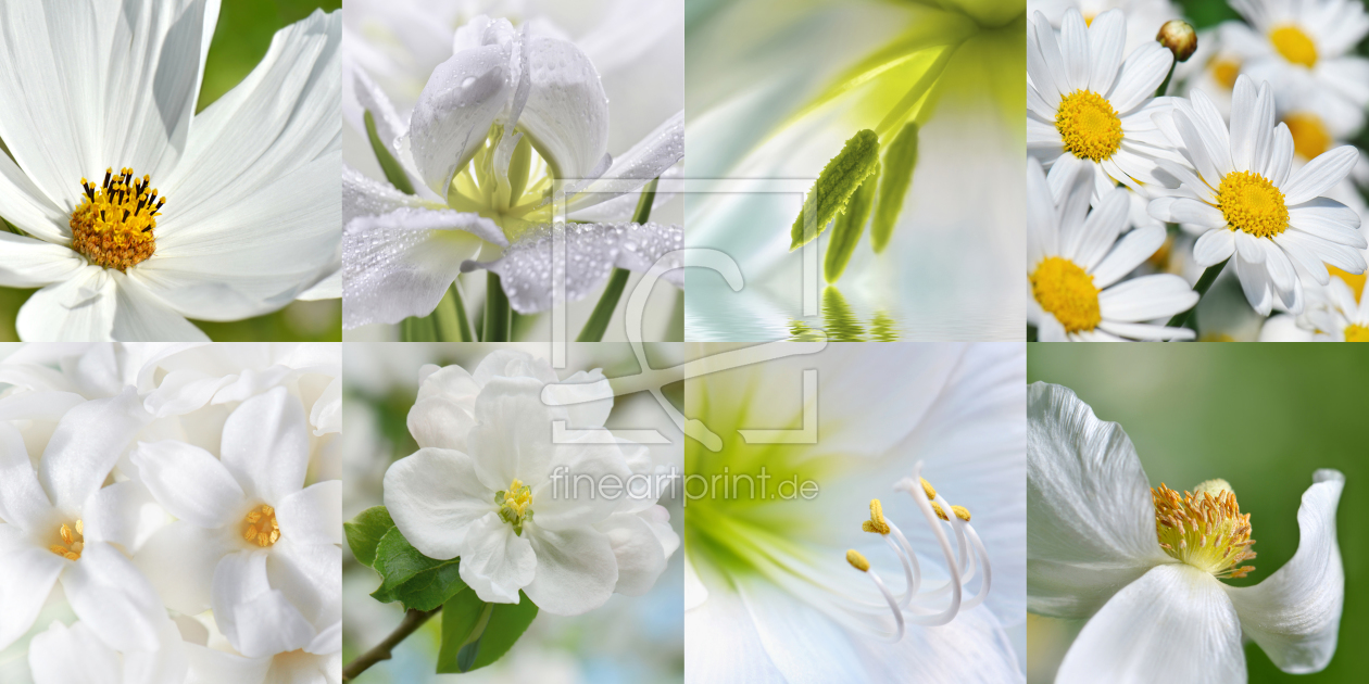 Bild-Nr.: 11782398 Blumen Collage erstellt von Atteloi