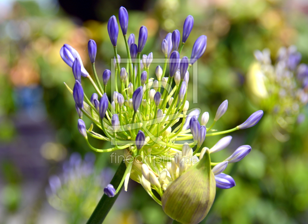 Bild-Nr.: 11782500 Agapanthus erstellt von GUGIGEI