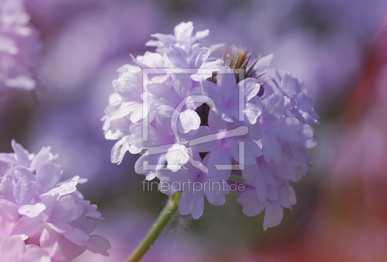 Bild-Nr.: 11782520 Blütenball erstellt von youhaveadream