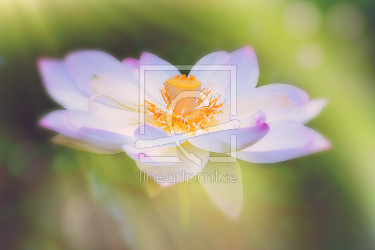 Bild-Nr.: 11782844 Lotosblüte Lotusblüte Seerose erstellt von Thomas Herzog