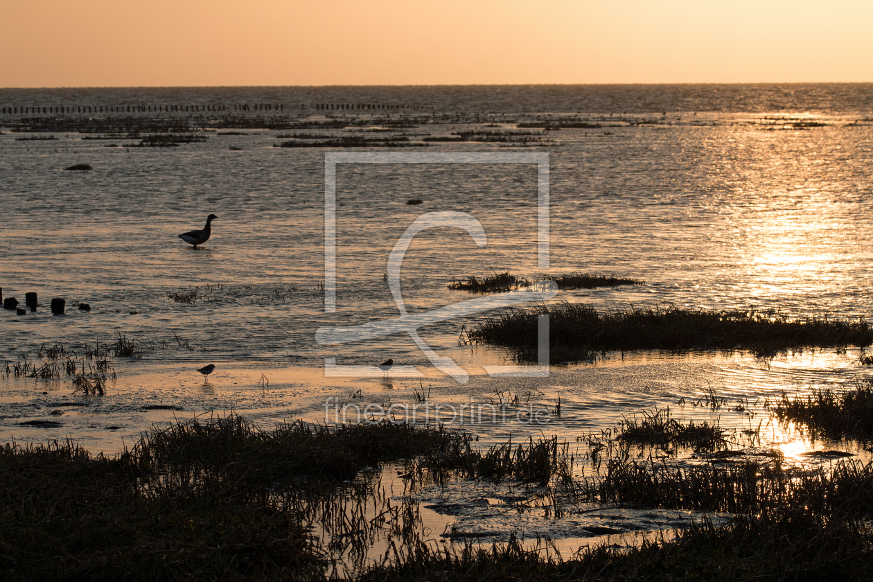 Bild-Nr.: 11783378 Wattenmeer im Sonnenuntergang erstellt von knaufb