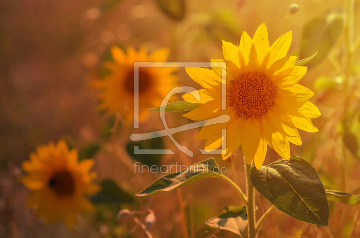 Bild-Nr.: 11783966 Sonnenblumen erstellt von zwergl0611