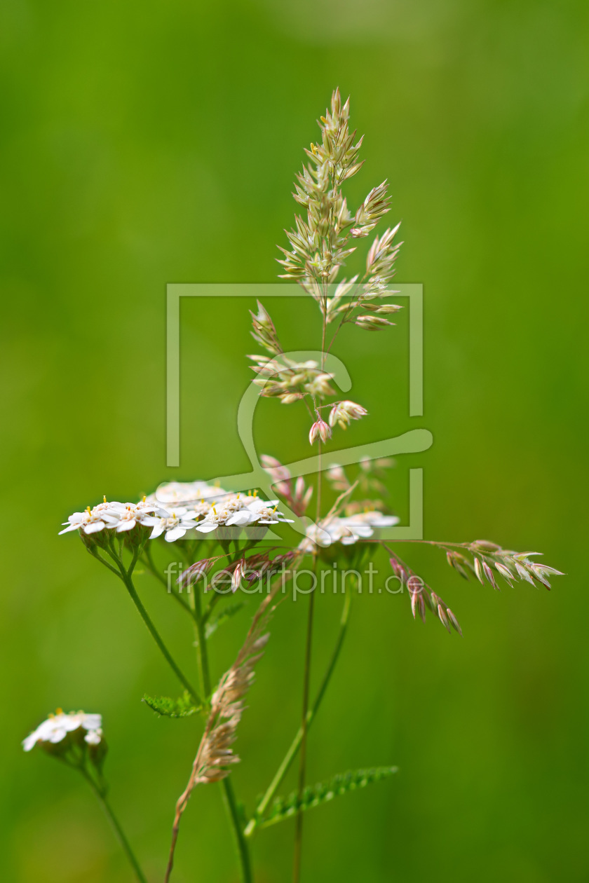 Bild-Nr.: 11785054 Wiesenblüten 2 erstellt von falconer59