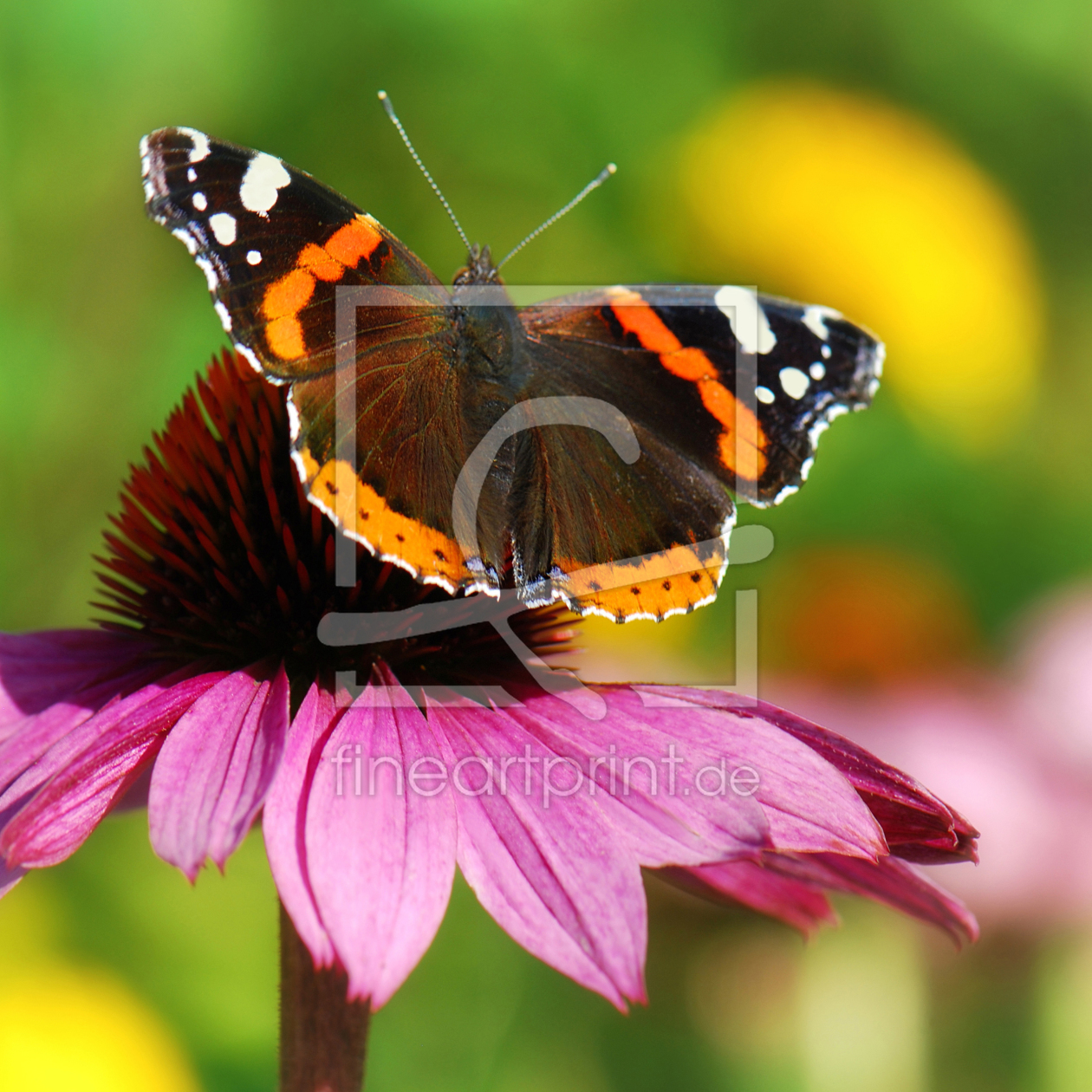 Bild-Nr.: 11785092 Schmetterling erstellt von Atteloi