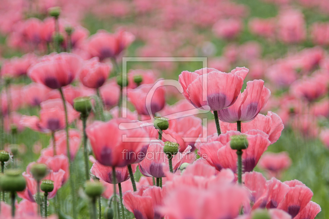 Bild-Nr.: 11785112 Feldmohn erstellt von Stephanie Stephanie Dannecker