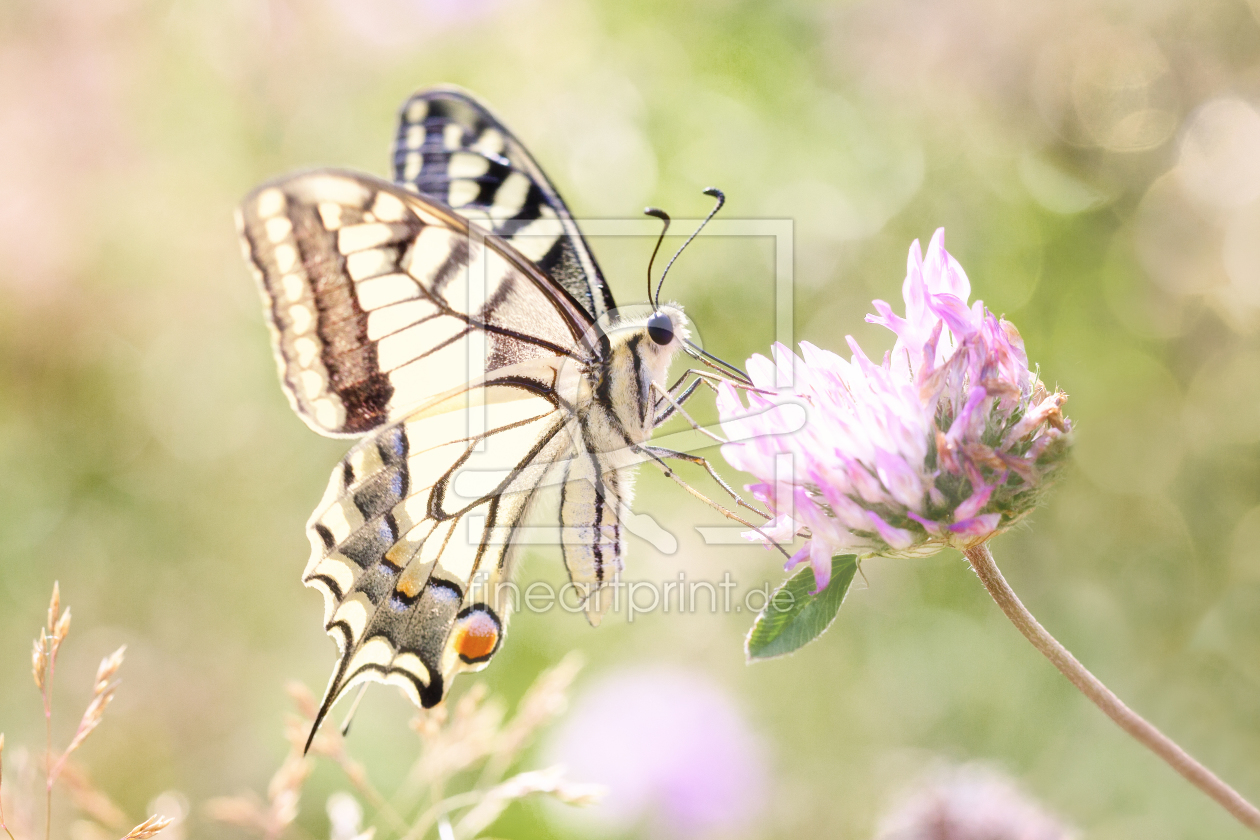 Bild-Nr.: 11785188 Schwalbenschwanz Schmetterling Falter erstellt von Thomas Herzog