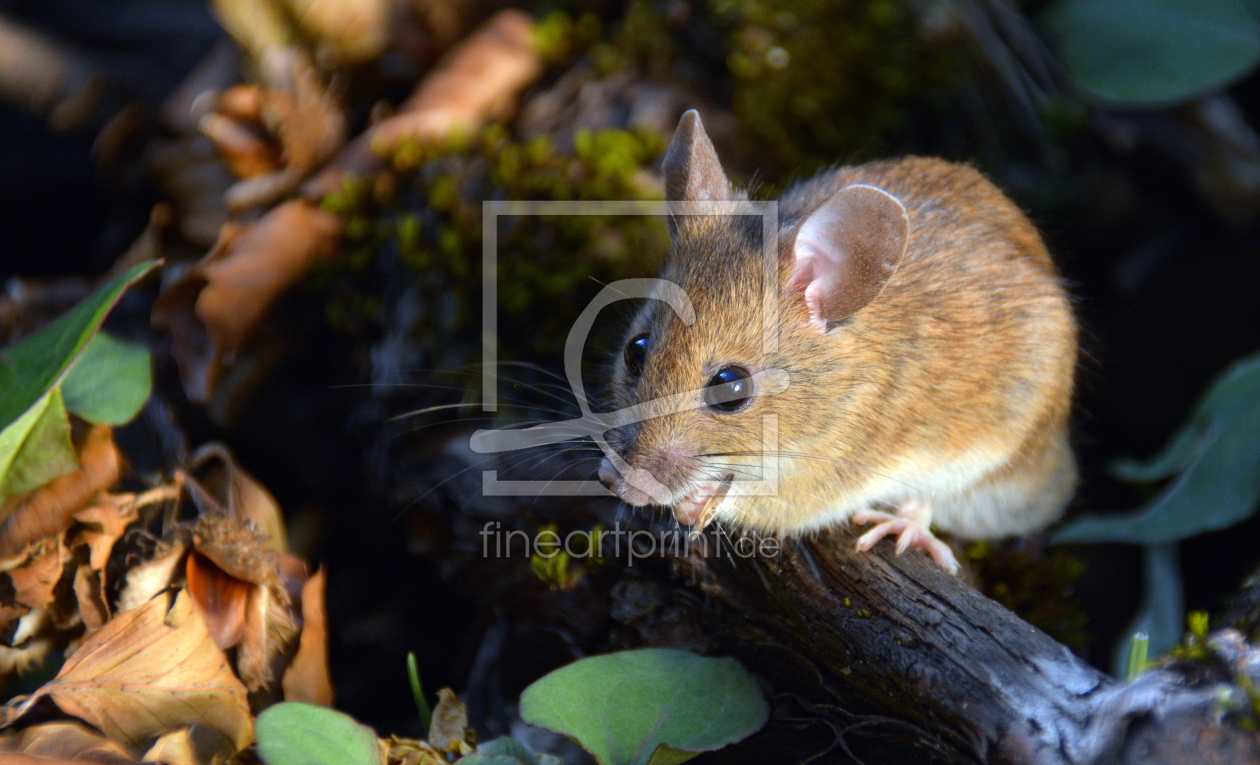 Bild-Nr.: 11785500 Die kleine Maus erstellt von GUGIGEI