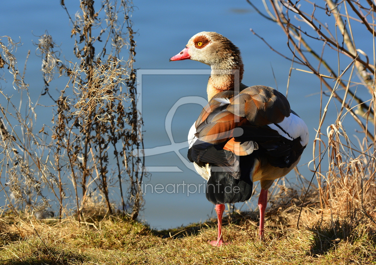 Bild-Nr.: 11785768 NILGANS erstellt von GUGIGEI