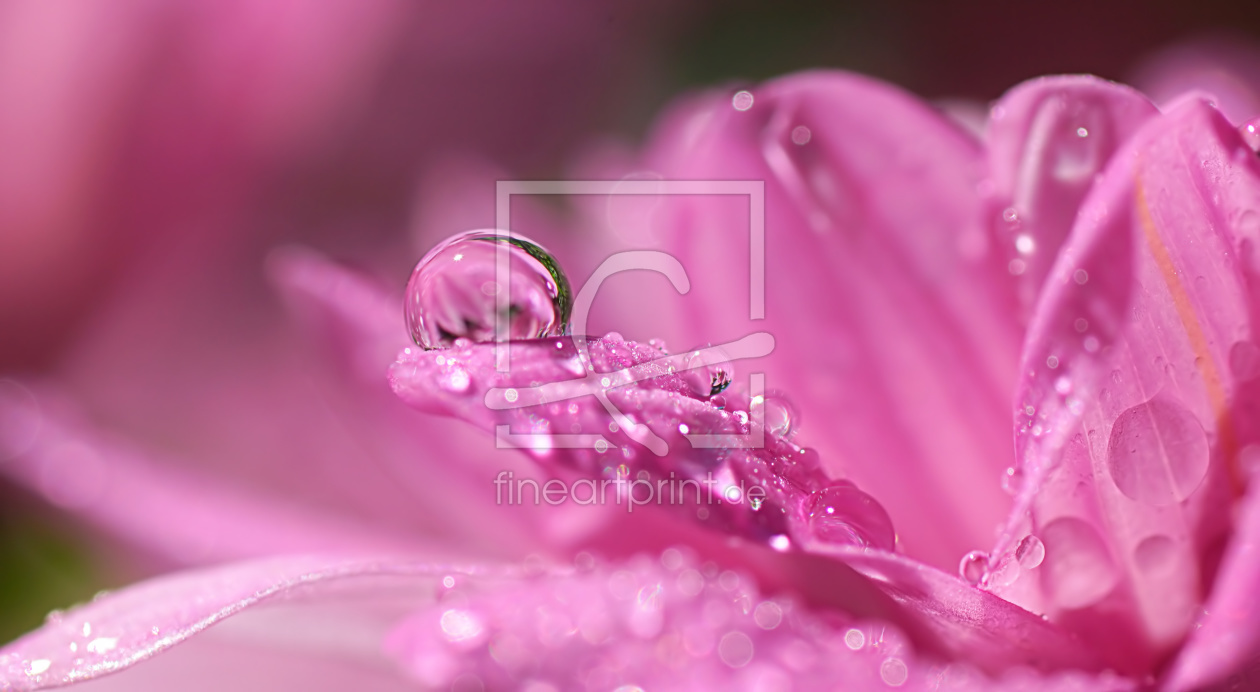 Bild-Nr.: 11785866 Chrysantheme Bild-Nr.: 11785866 Chrysantheme erstellt von youhaveadream