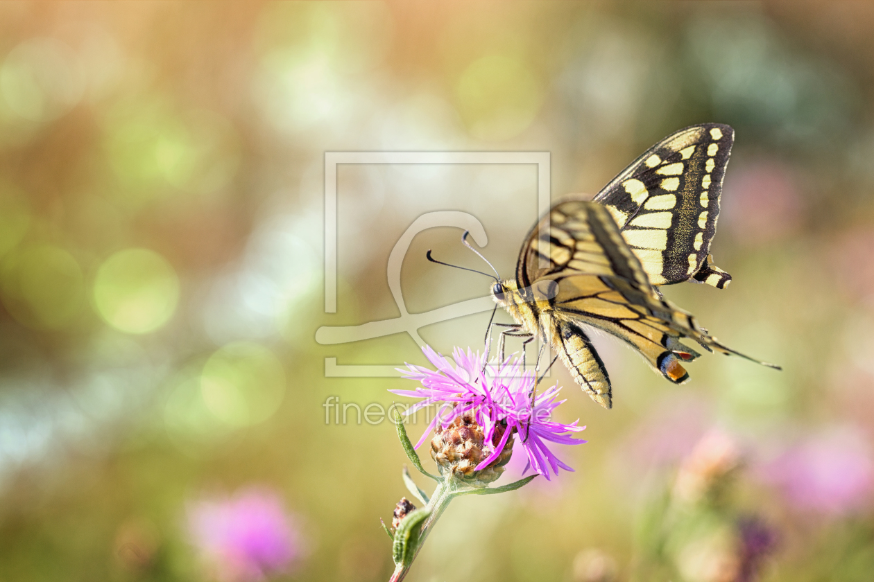 Bild-Nr.: 11786144 Schwalbenschwanz Schmetterling Falter erstellt von Thomas Herzog