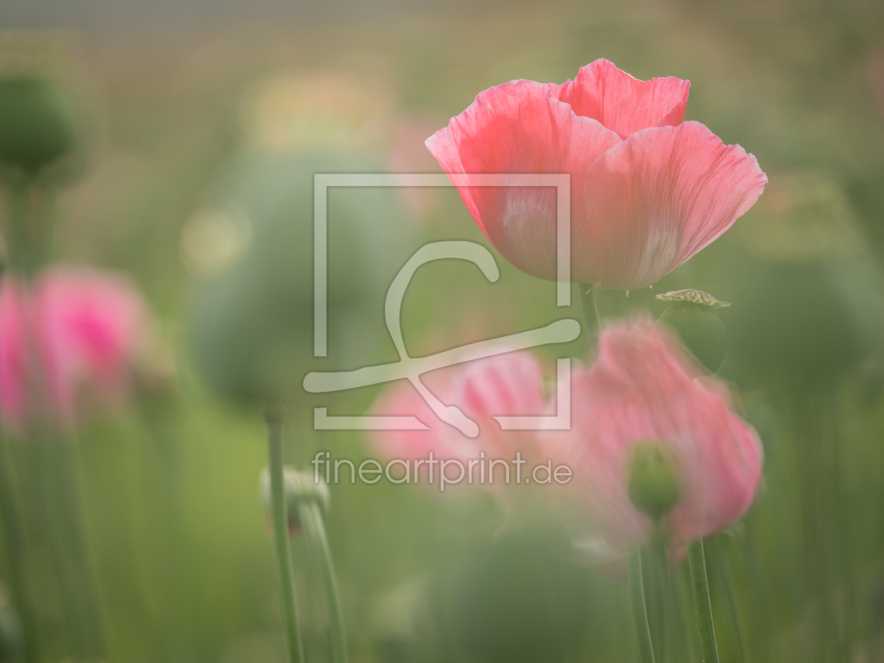 Bild-Nr.: 11786454 Schlafmohn erstellt von boegau-photography