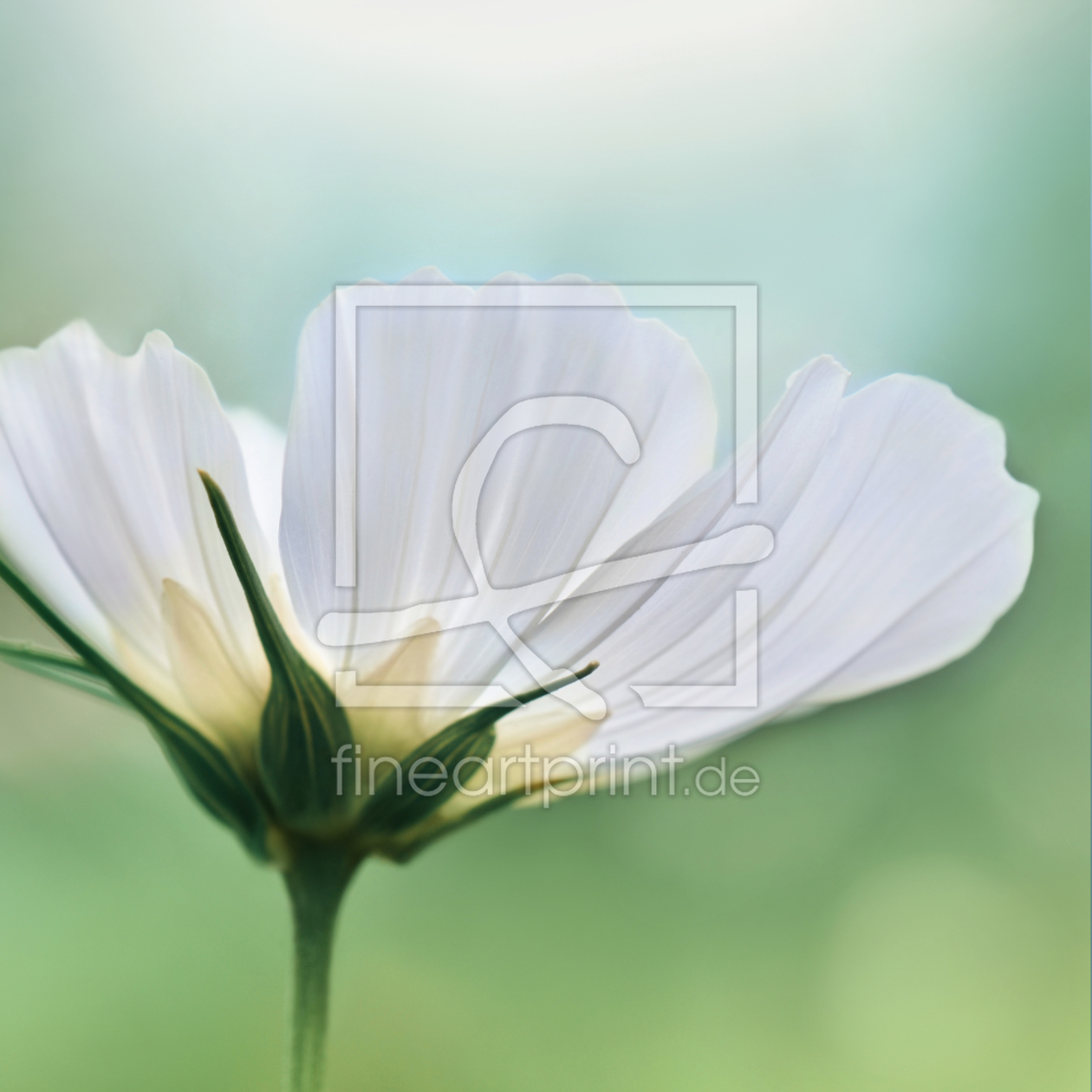 Bild-Nr.: 11786662 Cosmea erstellt von Atteloi