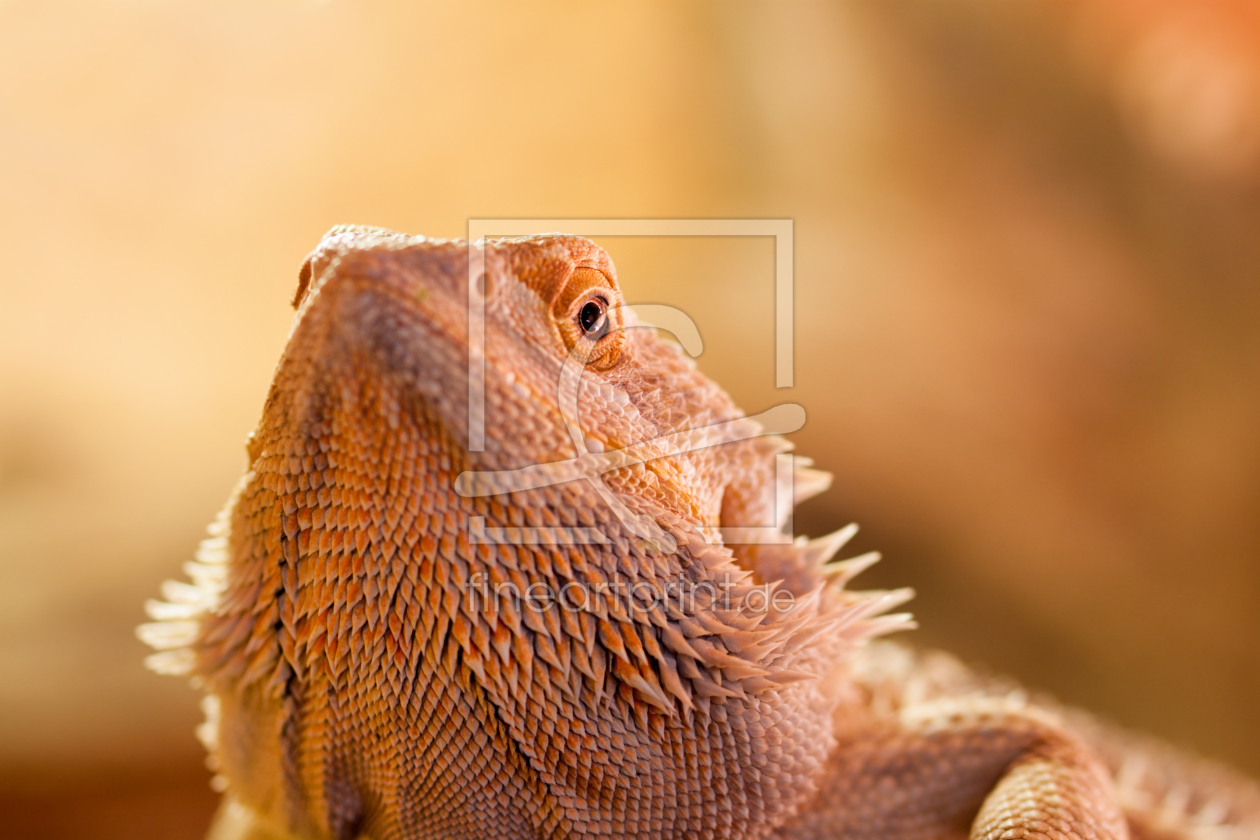 Bild-Nr.: 11786912 Portrait einer Bartagame erstellt von MMMMHagenbucher