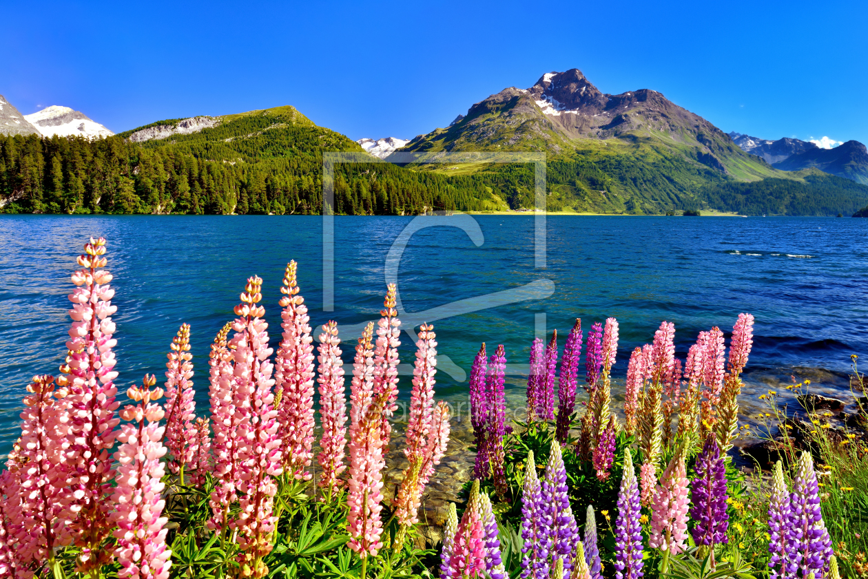 Bild-Nr.: 11787378 Lupinen am Silsersee erstellt von suteracher